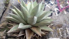Agave ovatifolia