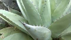 Agave ovatifolia