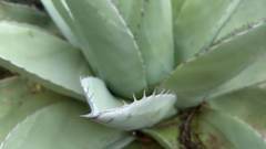 Agave ovatifolia