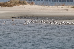 Leucophaeus atricilla megalopterus