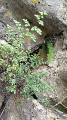 Argyrochosma microphylla