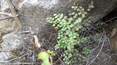 Argyrochosma microphylla