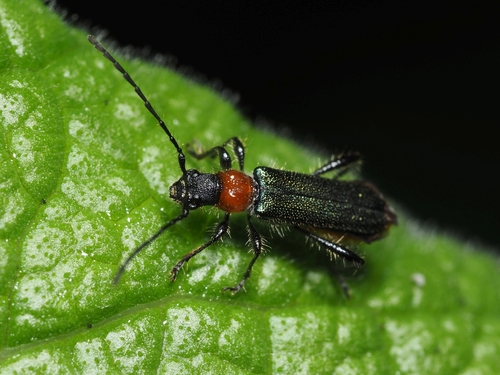 Callimus abdominale