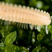 Symphyopleurium - Photo (c) Simon Wong, algunos derechos reservados (CC BY-NC-SA), subido por Simon Wong