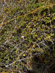 Coprosma distantia
