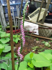 Spiranthes sinensis