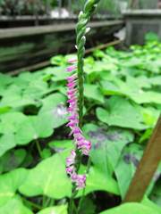 Spiranthes sinensis