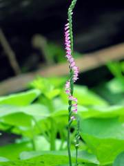 Spiranthes sinensis