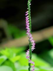 Spiranthes sinensis