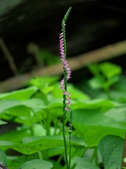 Spiranthes sinensis