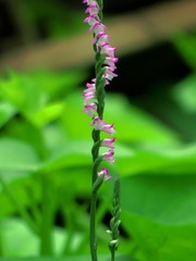 Spiranthes sinensis