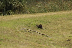 Lontra canadensis lataxina image