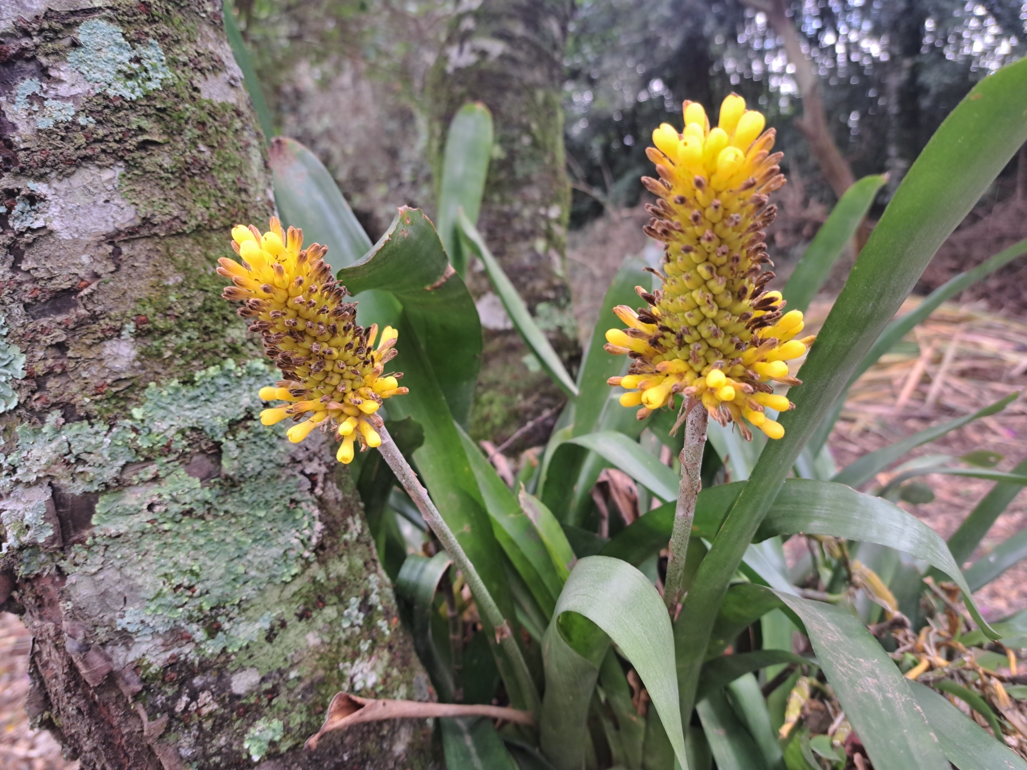 Aechmea calyculata