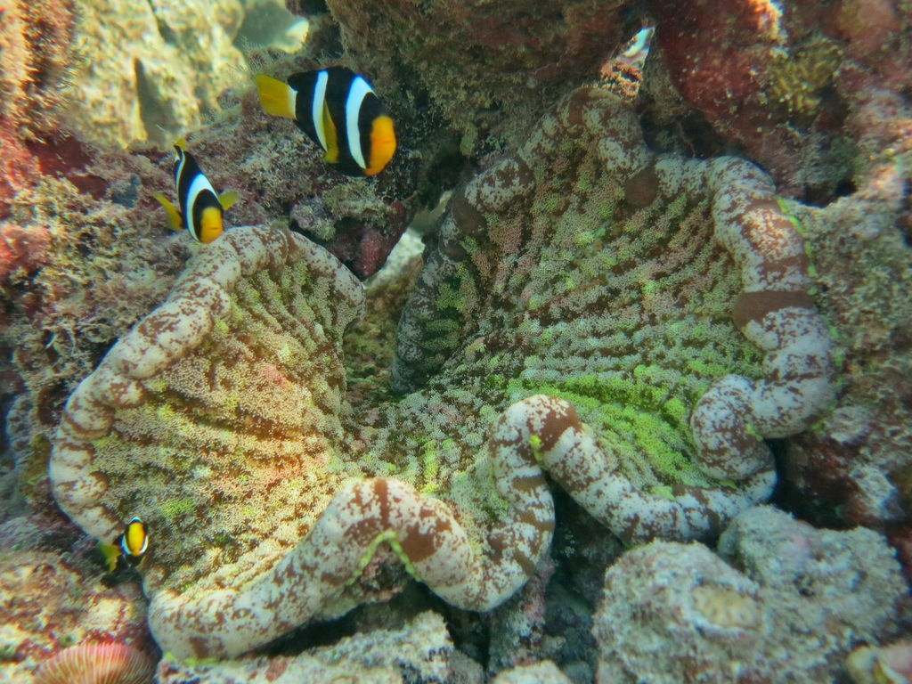Adhesive sea anemone