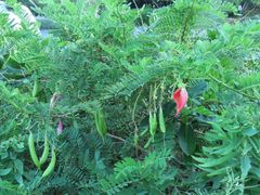 Clianthus puniceus