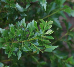 Phyllocladus aspleniifolius