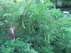 Clianthus puniceus