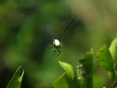 Aoaraneus pentagrammicus