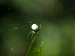 Aoaraneus pentagrammicus