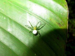 Aoaraneus pentagrammicus
