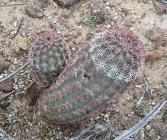 Echinocereus