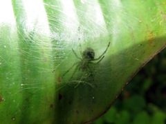 Aoaraneus pentagrammicus