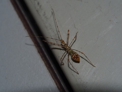 Endochus cingalensis