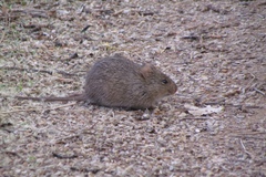 Sigmodon arizonae