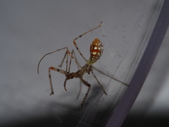 Endochus cingalensis