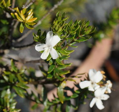 Westringia rubiifolia