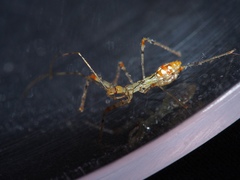 Endochus cingalensis