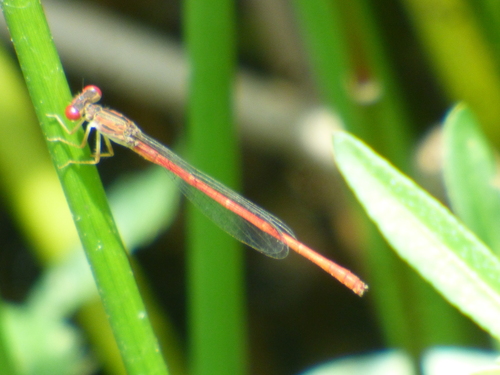 Duckweed Firetail photo 6