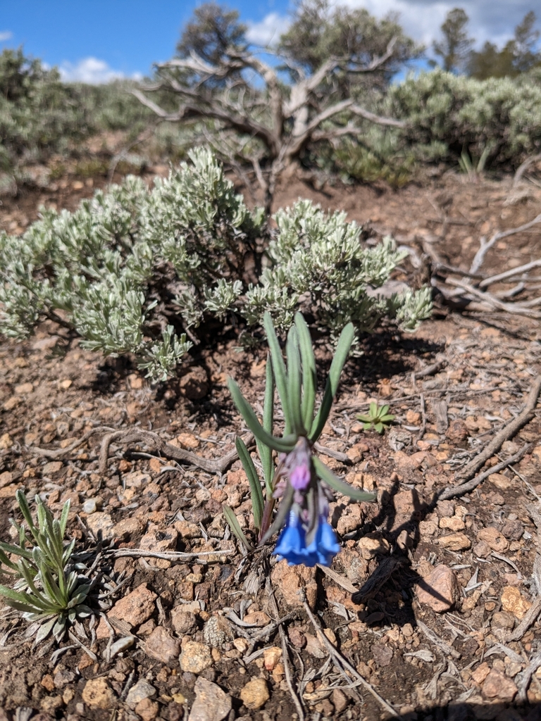 Alpine Bluebell