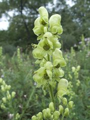 Aconitum anthora