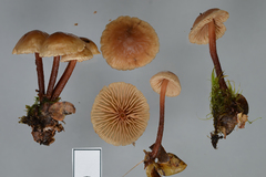 Gymnopus cockaynei