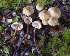Gymnopus cockaynei
