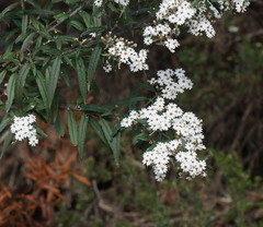 Olearia stellulata