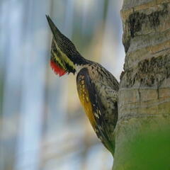 Black-Rumped Flameback photo 1