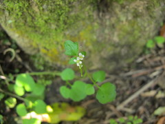 Cardamine dolichostyla