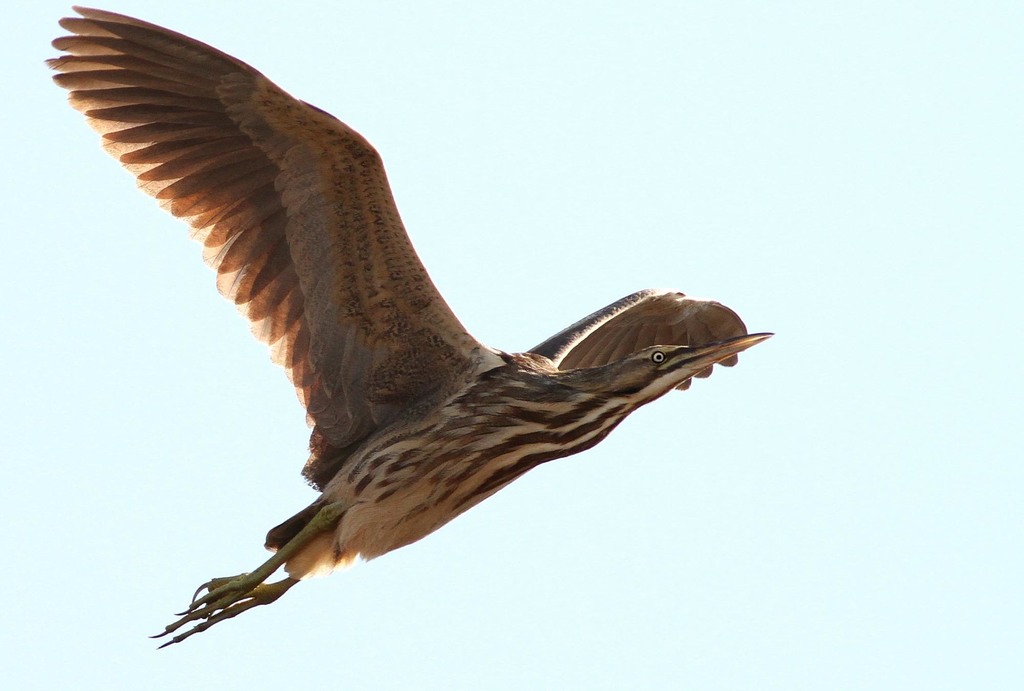 American Bittern
