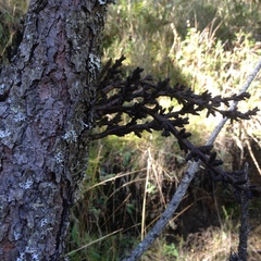 Arceuthobium vaginatum