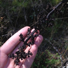 Arceuthobium vaginatum