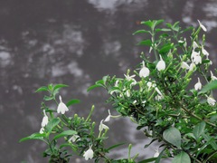 Rhinacanthus nasutus