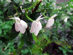 Rhinacanthus nasutus