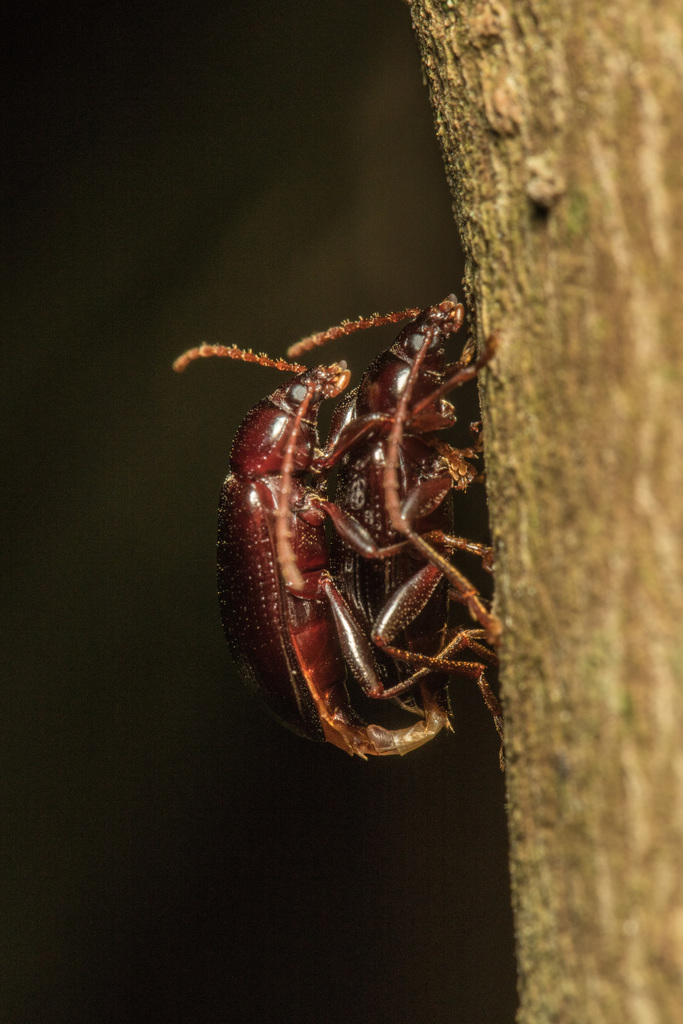 Xylochus