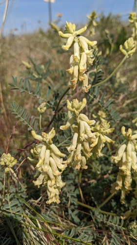 Astragalus collinus var. laurentii