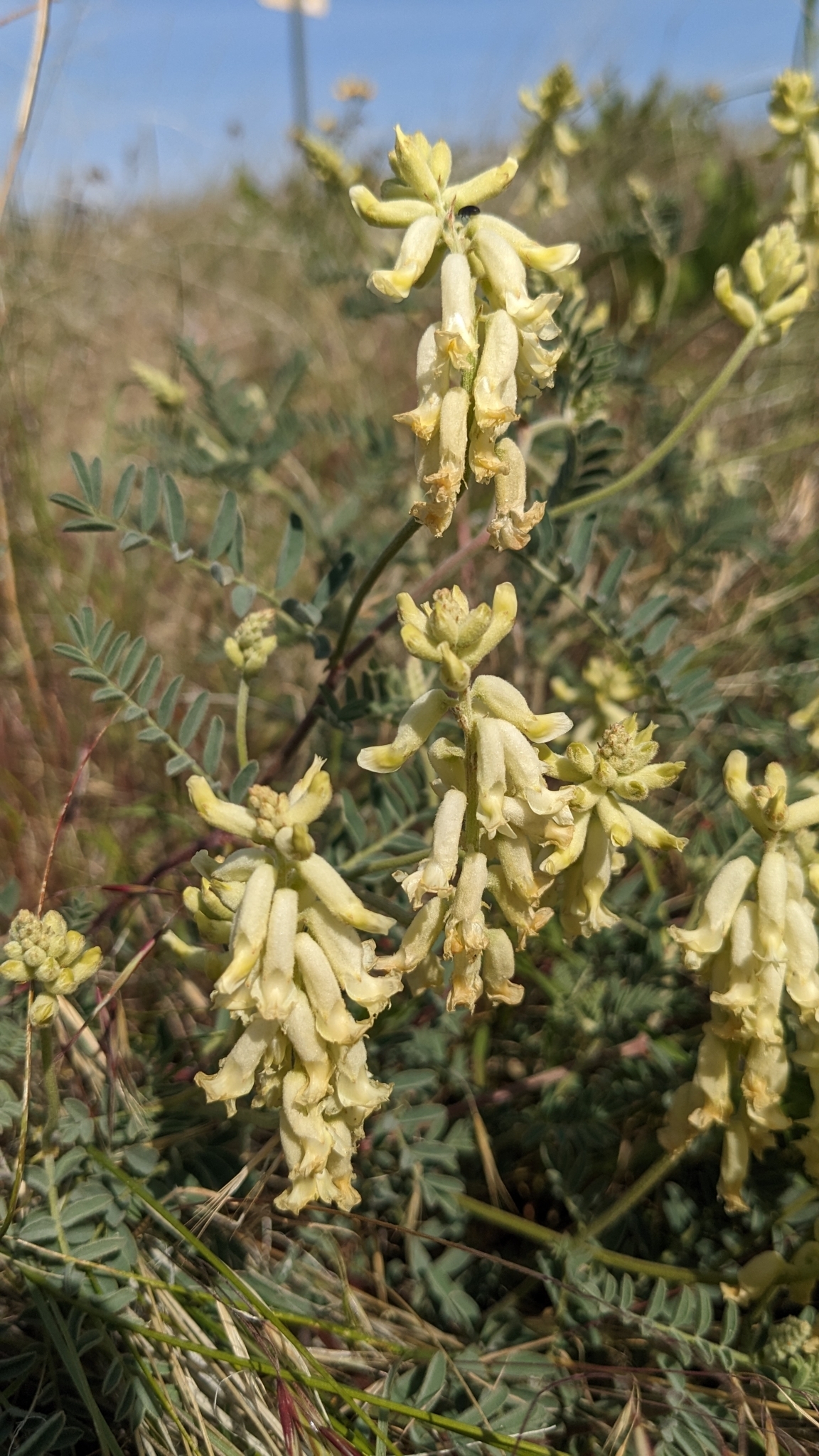 Astragalus collinus var. laurentii