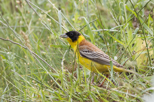 Escribano cabecinegro (Emberiza melanocephala)