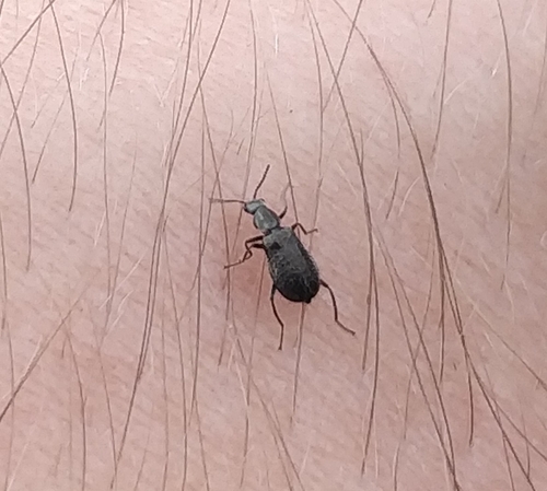 Attalus tuberculatus