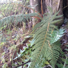 Polystichum speciosissimum